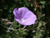 flower_purplecreeper