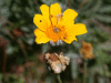 flower_yellowdaisy