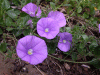 pansies_purple1