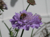 purple_bee