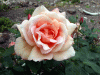 rose_apricot1