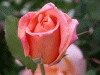 rose_apricotbud1