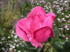 rose_pink1