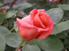 rose_pinkbud1