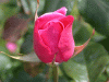 rose_pinkbud2