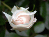 rose_whitebud1