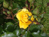 rose_yellow1
