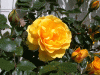 rose_yellow3