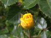 rose_yellowbud1