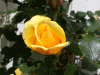 rose_yellowbud2