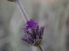 lavender1