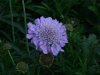 lump_purple1