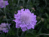 lump_purple2