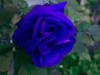 rose_blue1
