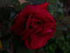 rose_dark1