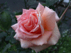 rose_pink2