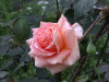 rose_pink3