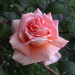 rose_pink4