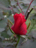 rose_red1