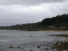 beach_birds2