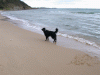 beach_molly2