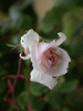 flower4
