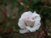 flower5