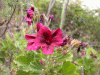 flower9