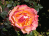 orangerose