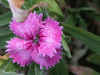 view_flower01