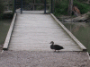 duck_bridge
