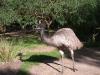 emu02