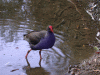 moorhen03