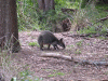 quokka01