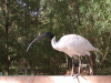 sacred_ibis