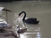 swan01