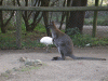 wallaby_ibis