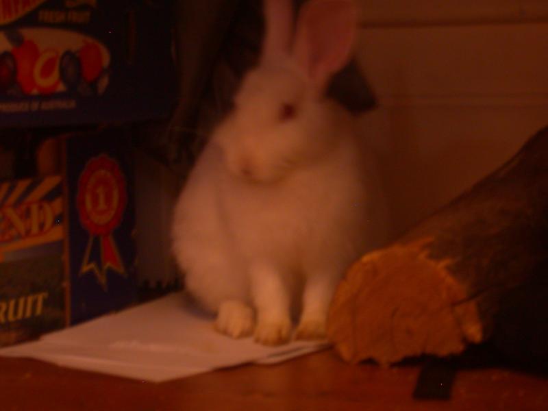bunny immage